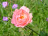 DSC00006.JPG (535498 �r?)