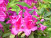 DSC00009.JPG (535191 �r?)