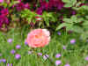 DSC00015.JPG (583658 �r?)