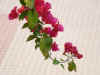 DSC00020.JPG (525448 �r?)