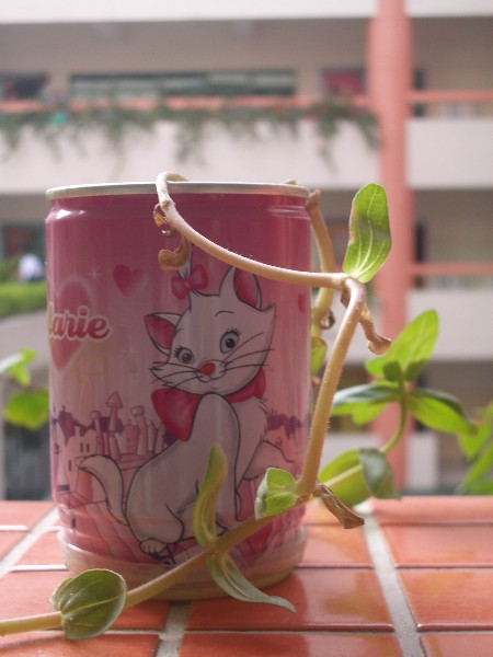 ../Images/Imgp9020.jpg