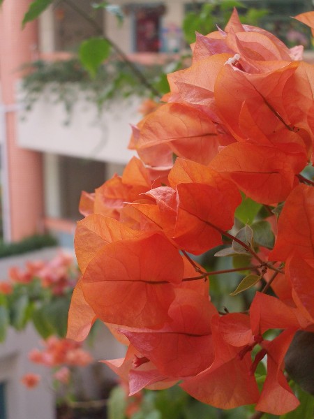../Images/Imgp9029.jpg