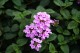 Thumbs/tn_Img_8291.jpg