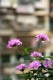 Thumbs/tn_Img_8293.jpg