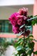 Thumbs/tn_Img_8295.jpg