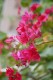 Thumbs/tn_Img_8299.jpg