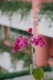 Thumbs/tn_Img_8300.jpg