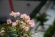 Thumbs/tn_Img_8304.jpg