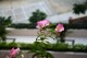 Thumbs/tn_Img_8307.jpg