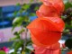 Thumbs/tn_Imgp9027.jpg