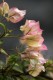 Thumbs/tn__mg_8596.jpg