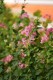 Thumbs/tn__mg_8605.jpg