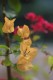 Thumbs/tn__mg_8618.jpg